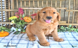Golden Retriever dogs for sale: Golden Retriever 11 puppies - Image 48