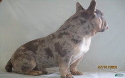 French Bulldog dogs for sale: IK9 Asher - Image 3