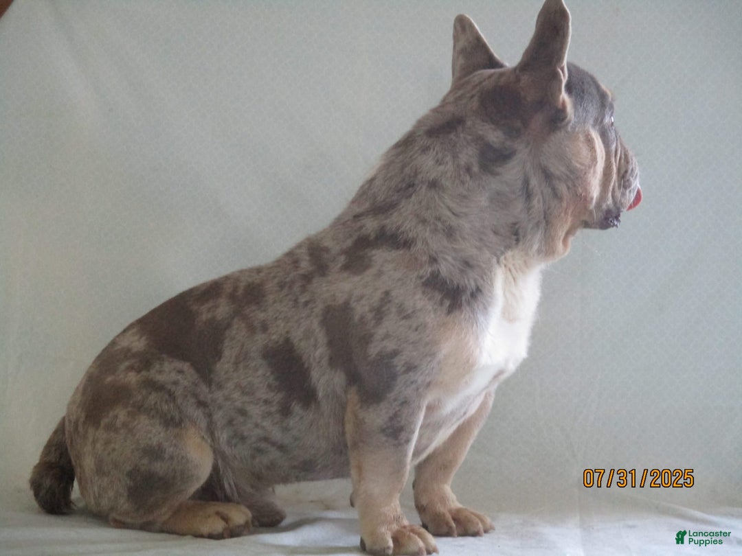 French Bulldog dogs for sale: IK9 Asher - Image 3