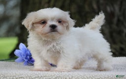 Shih Tzu dogs for sale: Casey - Image 6