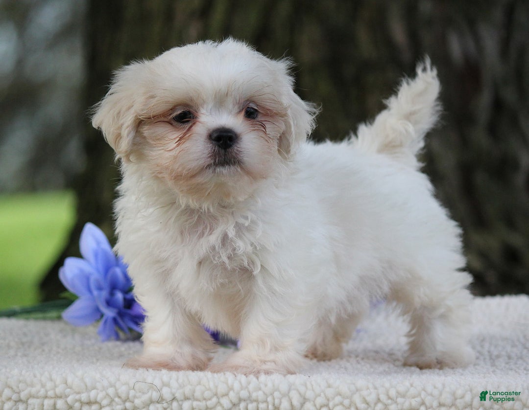 Shih Tzu dogs for sale: Casey - Image 6