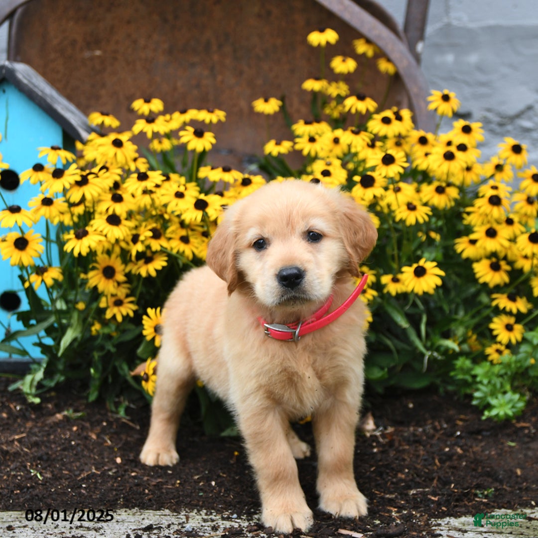 Golden Retriever dogs for sale: Faye - Image 2