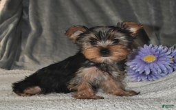 Yorkshire Terrier dogs for sale: Max - Image 1