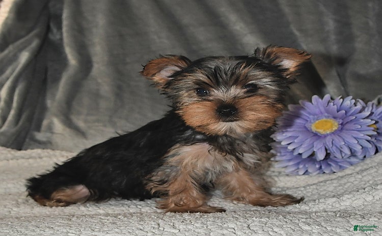 Yorkshire Terrier dogs for sale - Ad 1