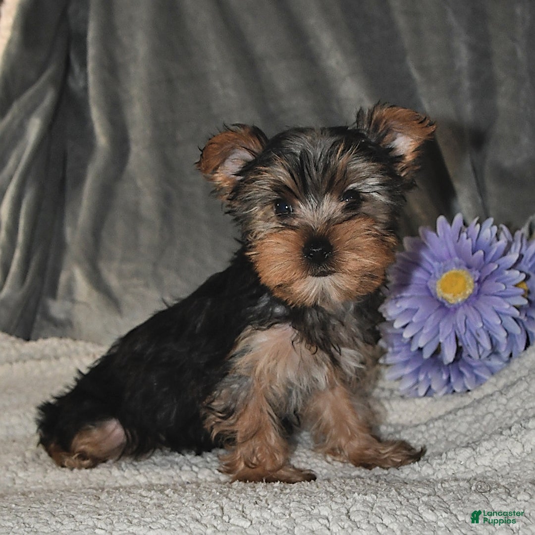 Yorkshire Terrier dogs for sale: Max - Image 1
