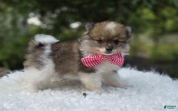 Pomeranian dogs for sale: Kate - Image 3