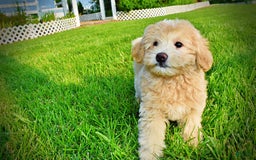 Havapoo dogs for sale: Wags - Image 14