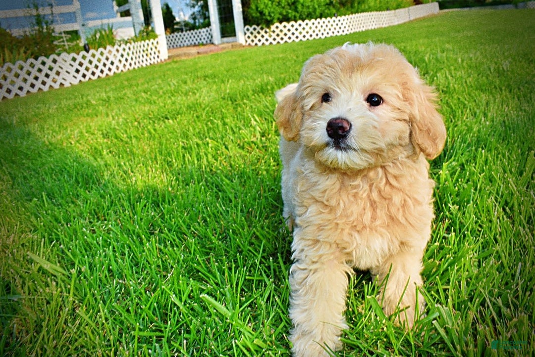 Havapoo dogs for sale: Wags - Image 14