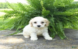 Cavachon dogs for sale: Opal - Image 1