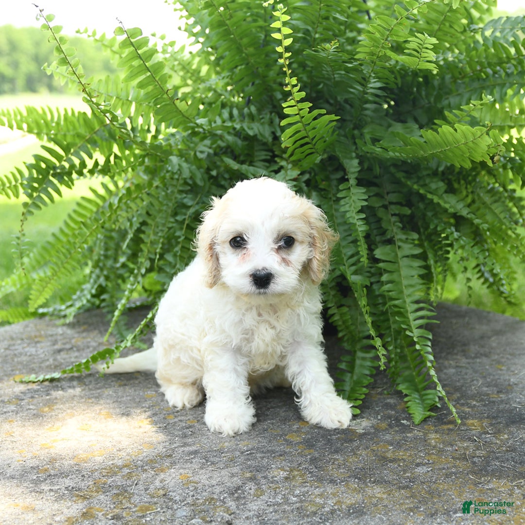 Cavachon dogs for sale: Opal - Image 1