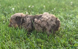Aussiedoodle dogs for sale: Reagan - Image 4