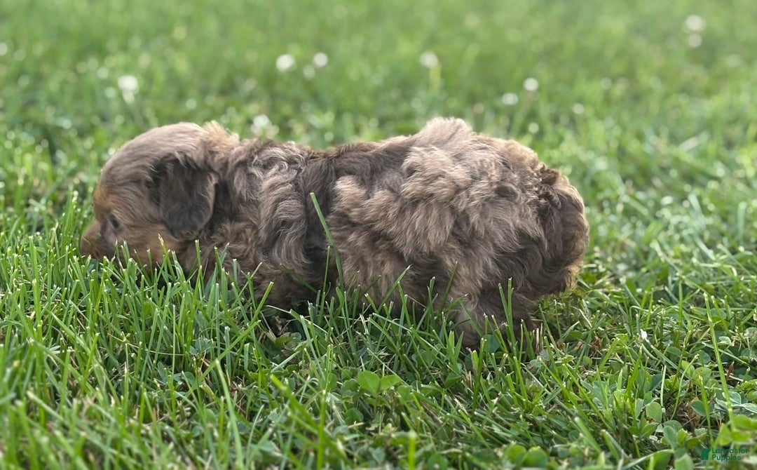 Aussiedoodle dogs for sale: Reagan - Image 4