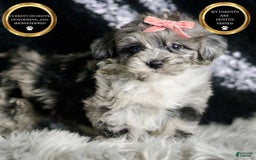 Maltipoo dogs for sale: Precious - Image 1