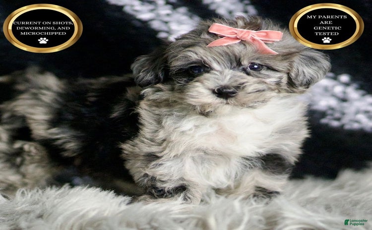 Maltipoo dogs - Advert 40
