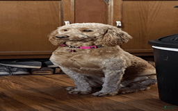 Goldendoodle dogs for sale: Loretta - Image 2