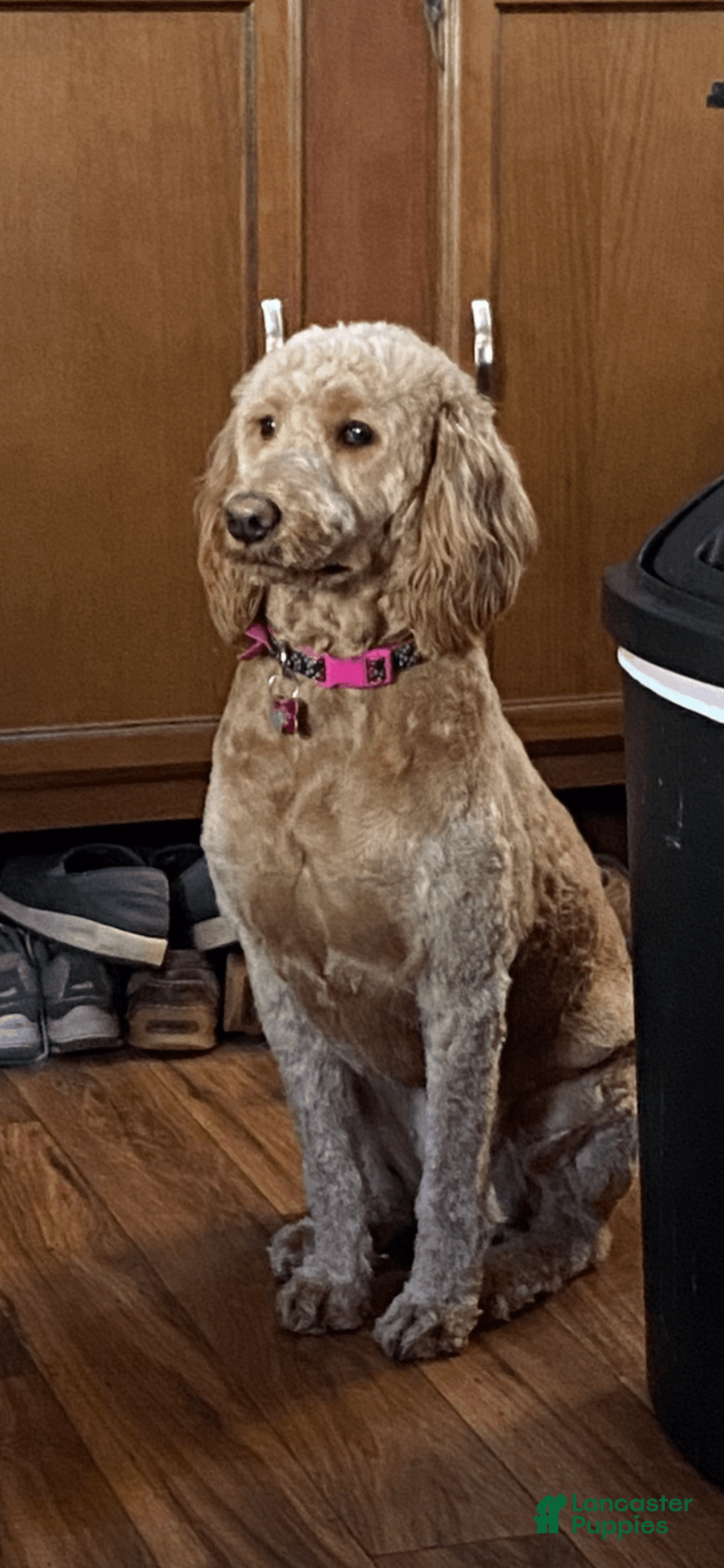 Goldendoodle dogs for sale: Loretta - Image 2