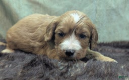 Cavapoo dogs for sale: Henry - Image 14
