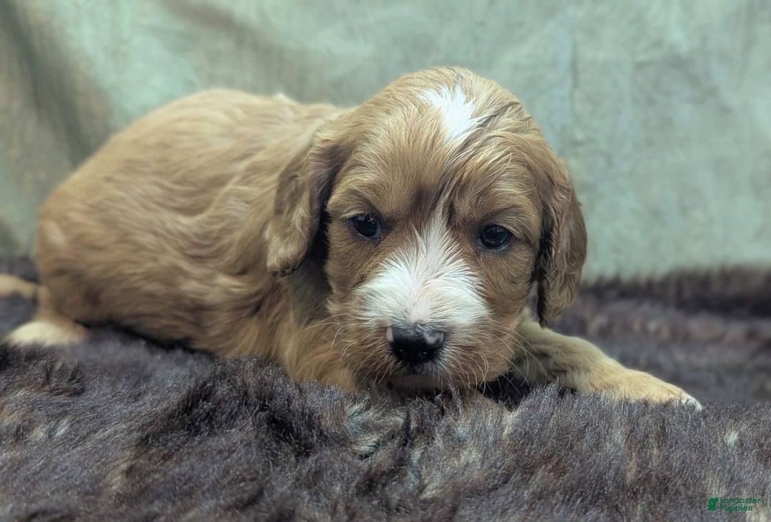 Cavapoo dogs for sale: Henry - Image 14