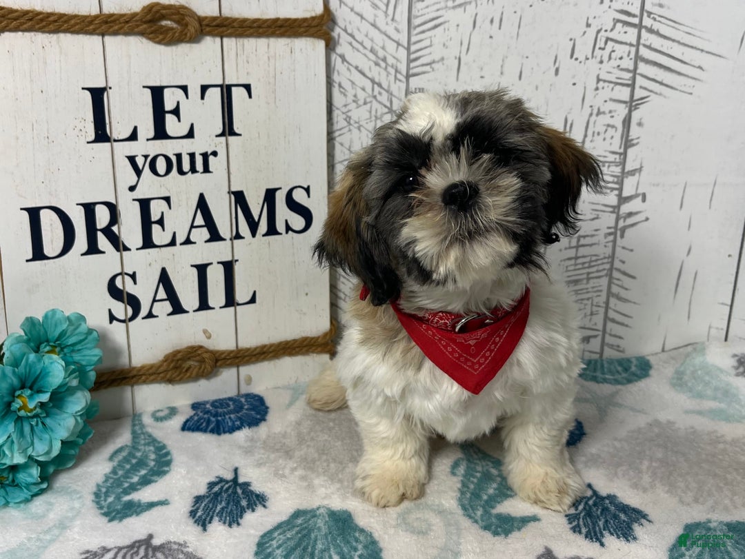 Shih Tzu dogs for sale: Simba - Image 6