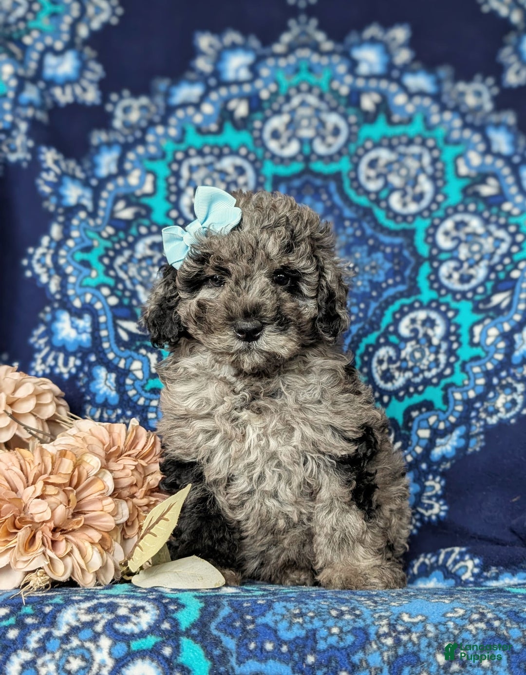 Miniature Poodle dogs for sale: Deidra - Image 5
