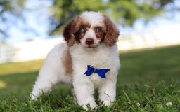 Miniature Poodle dogs for sale: Biscuit - Image 13