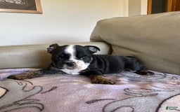 English Bulldog dogs for sale: Zoey - Image 4