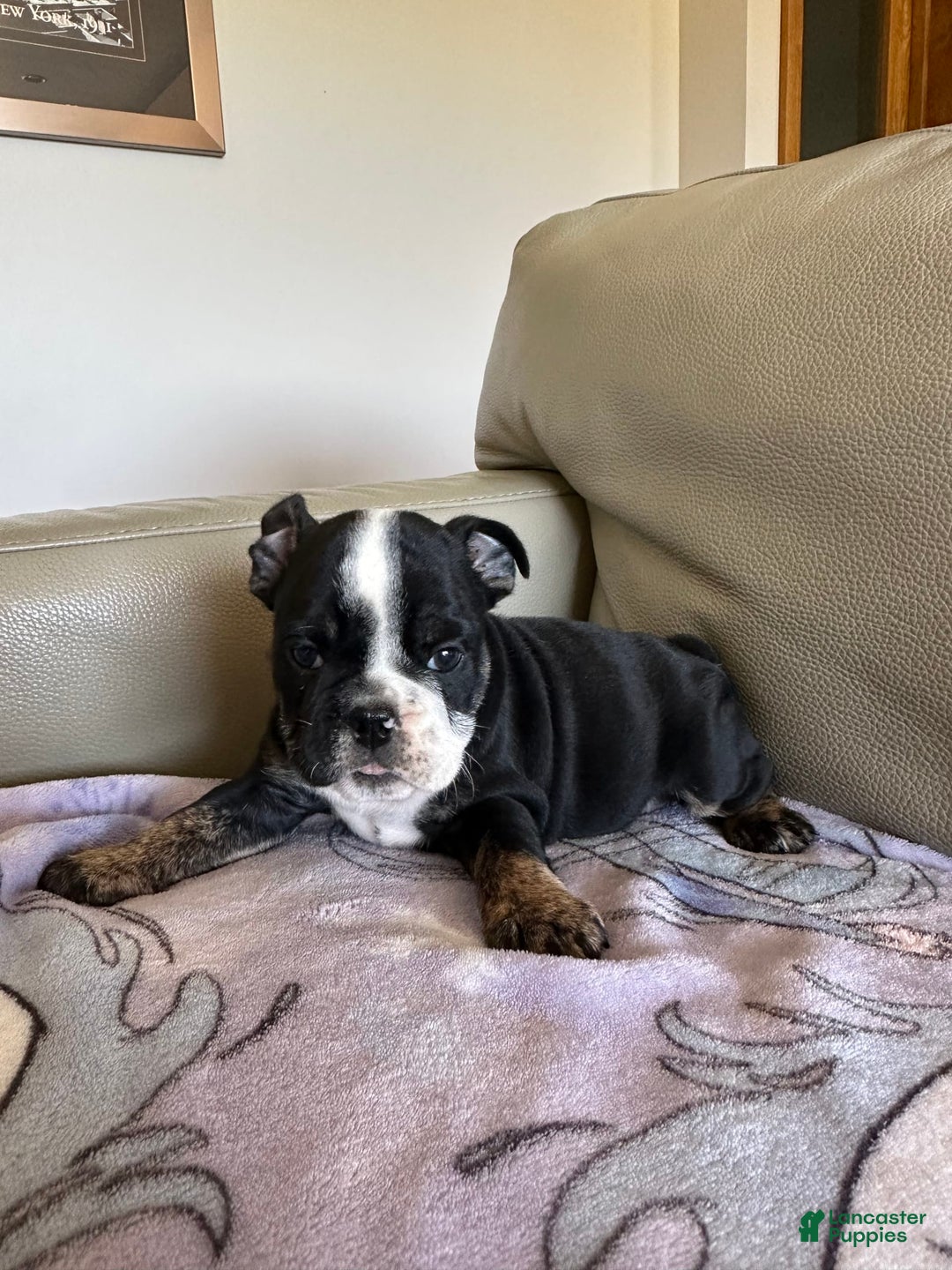 English Bulldog dogs for sale: Zoey - Image 4