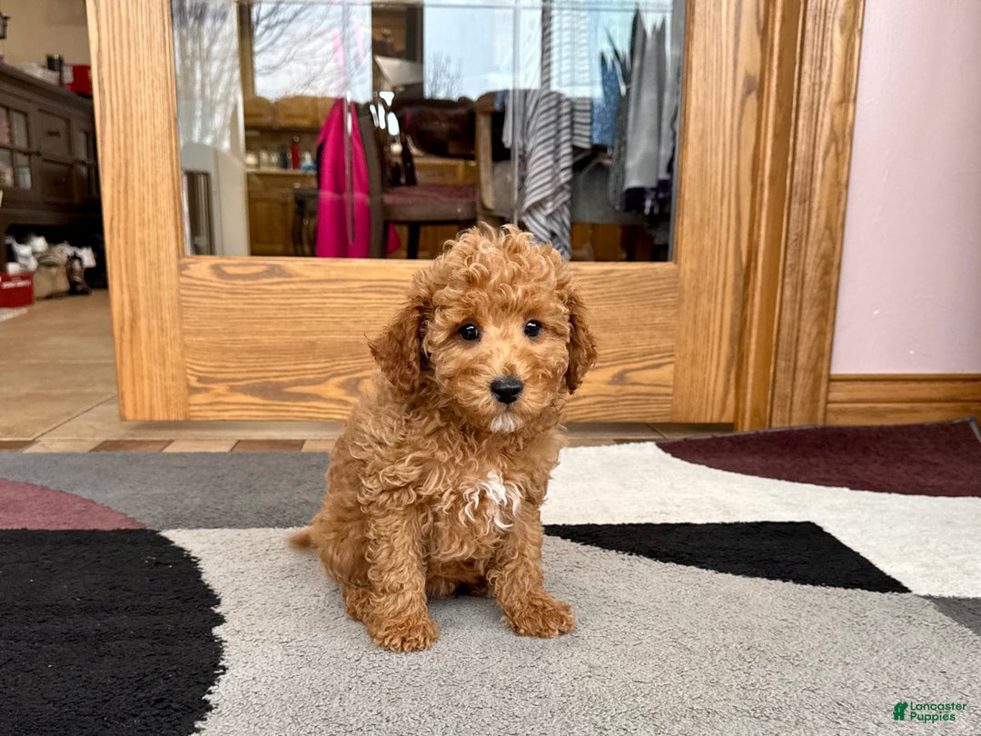 Cavapoo dogs for sale: Jaron - Image 1