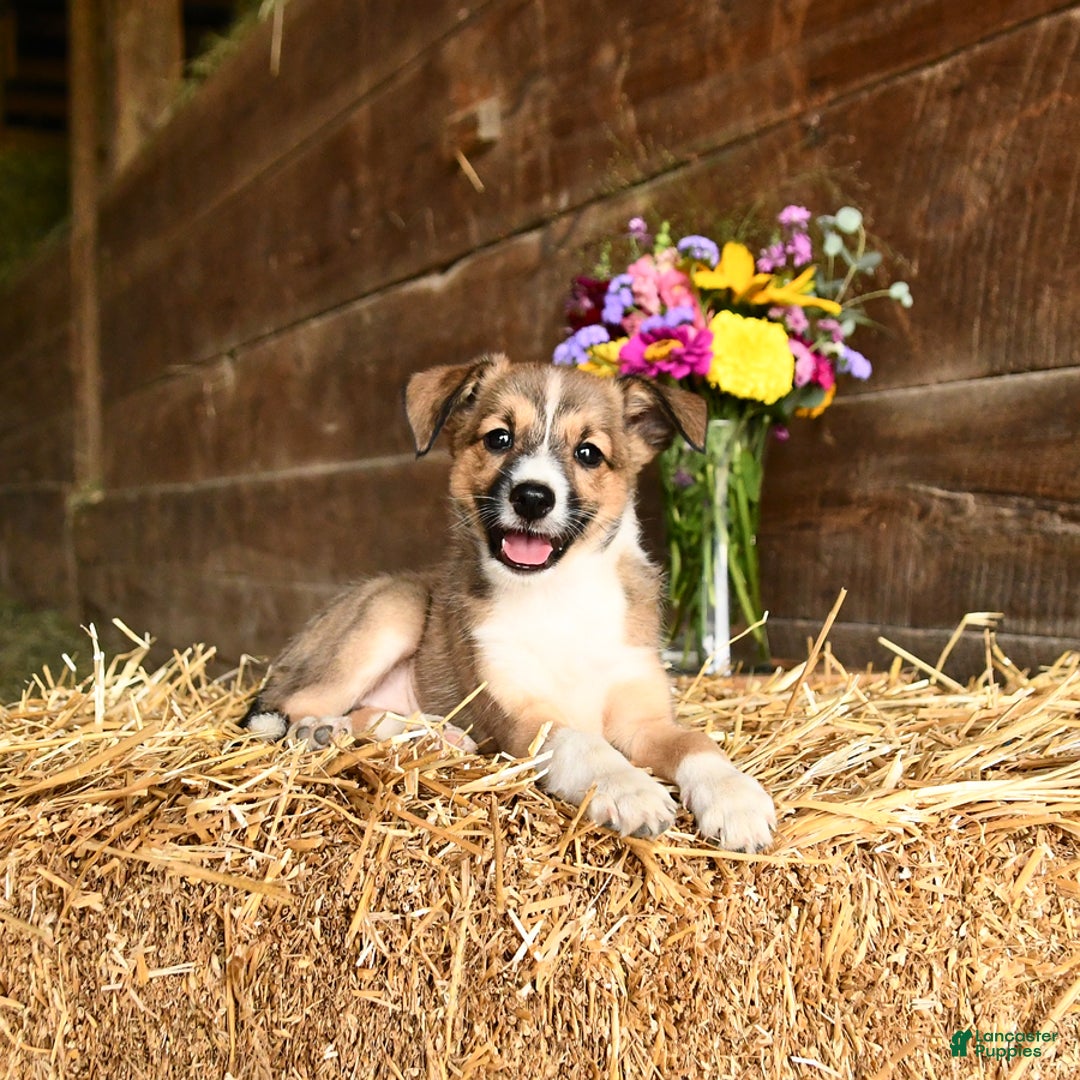 Shetland Sheepdog dogs for sale: Rosie - Image 1