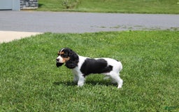 Cavalier King Charles Spaniel dogs for sale: Bear - Image 19