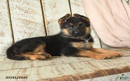 German Shepherd dogs for sale: Whisper - Image 5