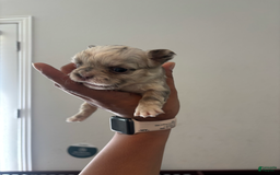 French Bulldog dogs for sale: Ella Mai - Image 4