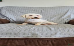 Morkie dogs for sale: Milo - Image 11