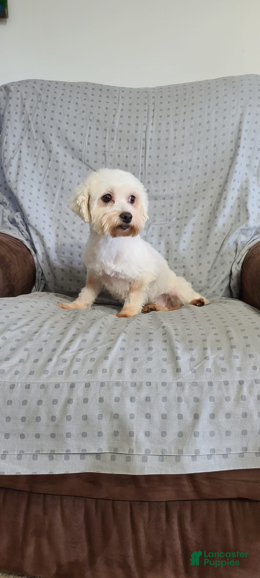 Morkie dogs for sale: Milo - Image 11