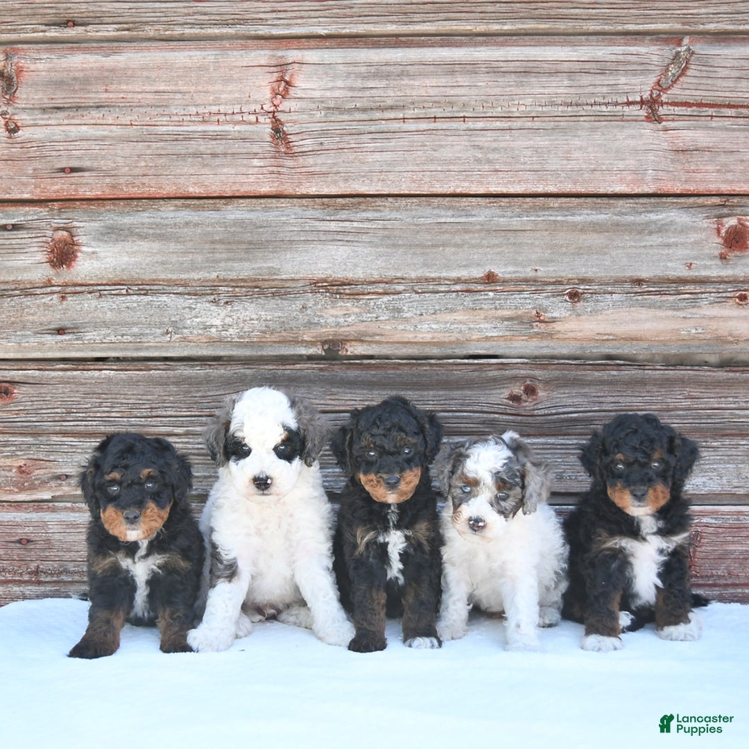 Miniature Poodle dogs for sale: Milo - Image 9