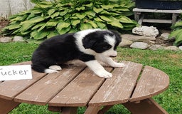 Border Collie dogs for sale: Tucker - Image 1