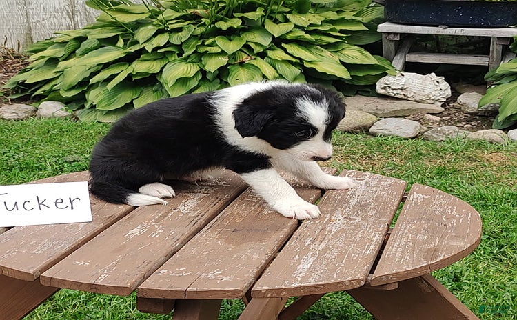Border Collie dogs for sale - Ad 2