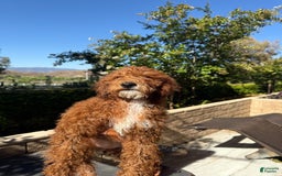 Goldendoodle dogs for sale: Mona - Image 1