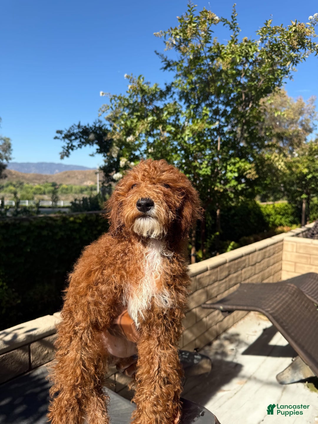 Goldendoodle dogs for sale: Mona - Image 1