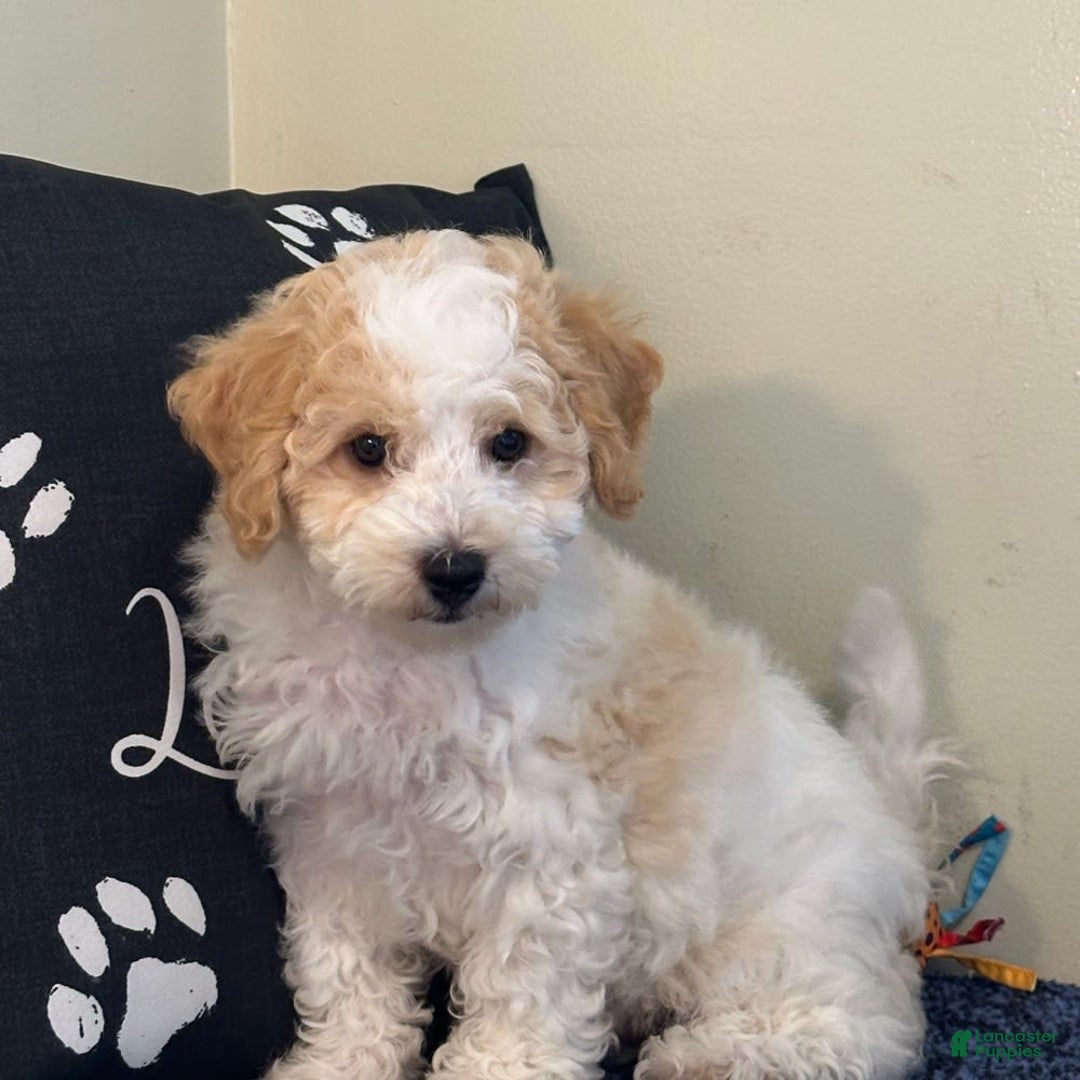 Cavachon dogs for sale: Asher - Image 3