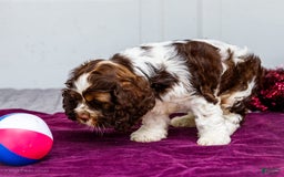 Cocker Spaniel dogs for sale: Chester - Image 7