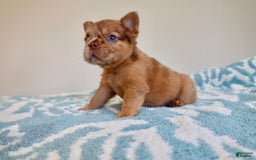 French Bulldog dogs for sale: Birkin - Image 2