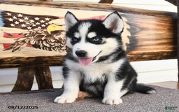 Siberian Husky dogs for sale: Rex - Image 1