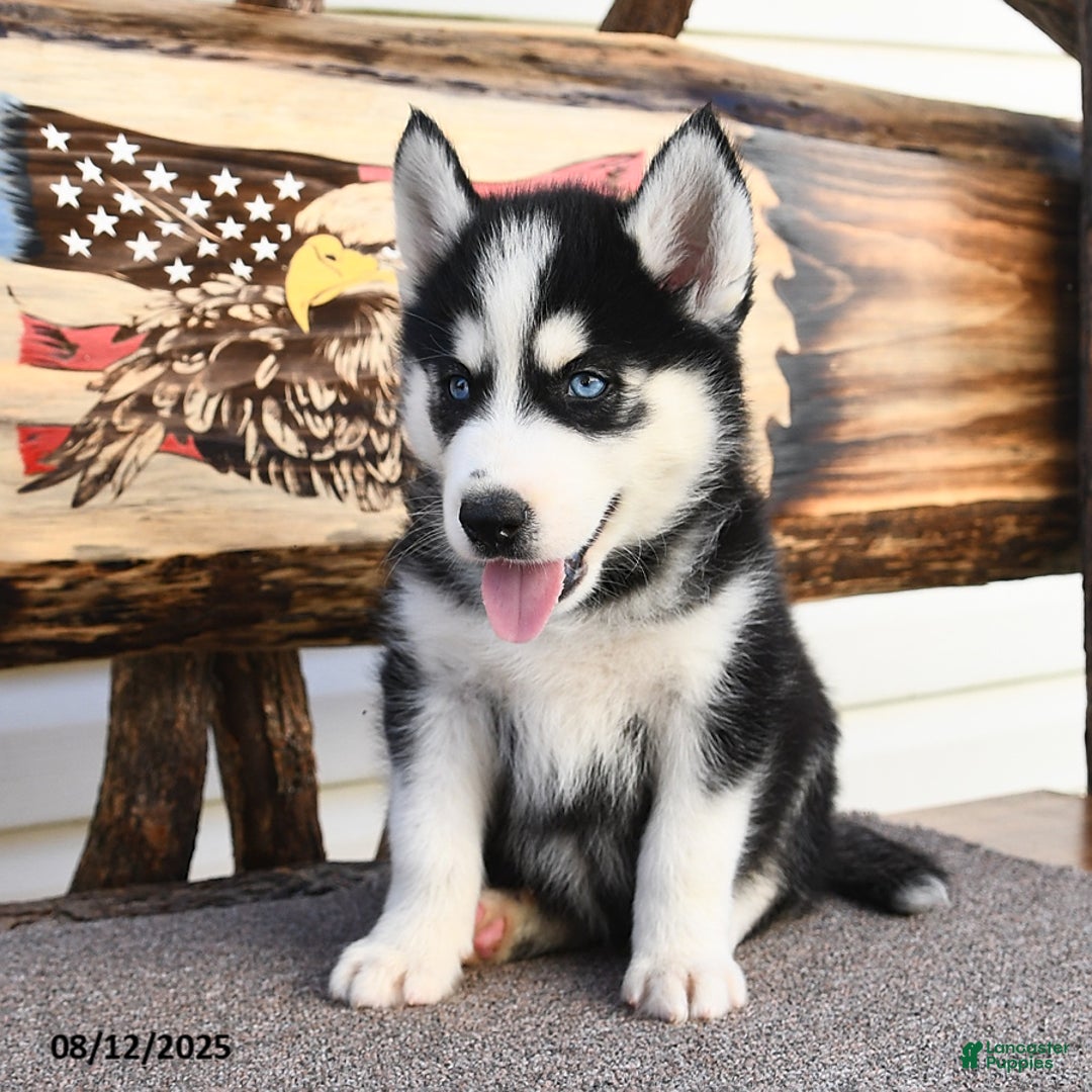 Siberian Husky dogs for sale: Rex - Image 1