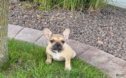 French Bulldog dogs for sale: Sandy - Image 8