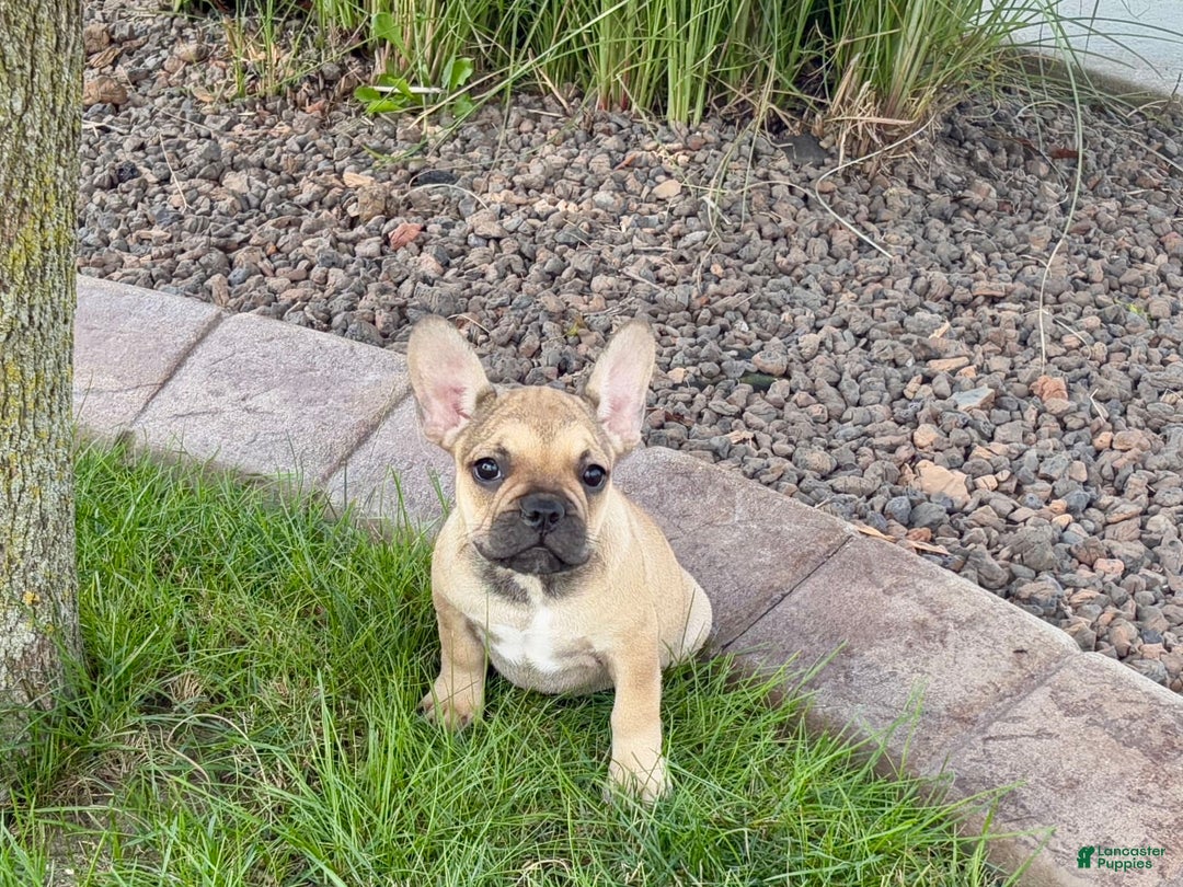 French Bulldog dogs for sale: Sandy - Image 8