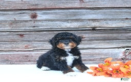 Miniature Poodle dogs for sale: Milo - Image 4
