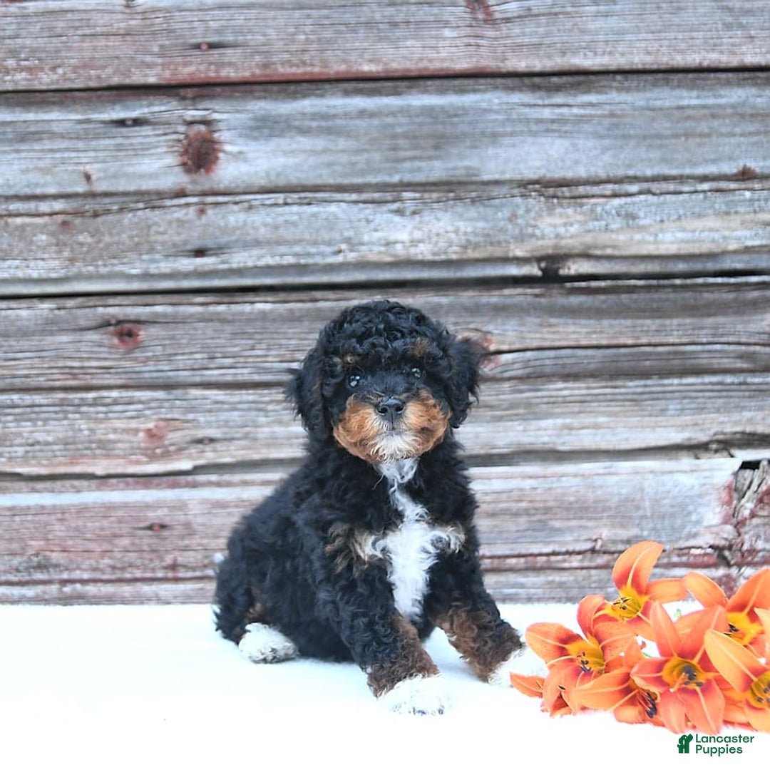 Miniature Poodle dogs for sale: Milo - Image 4