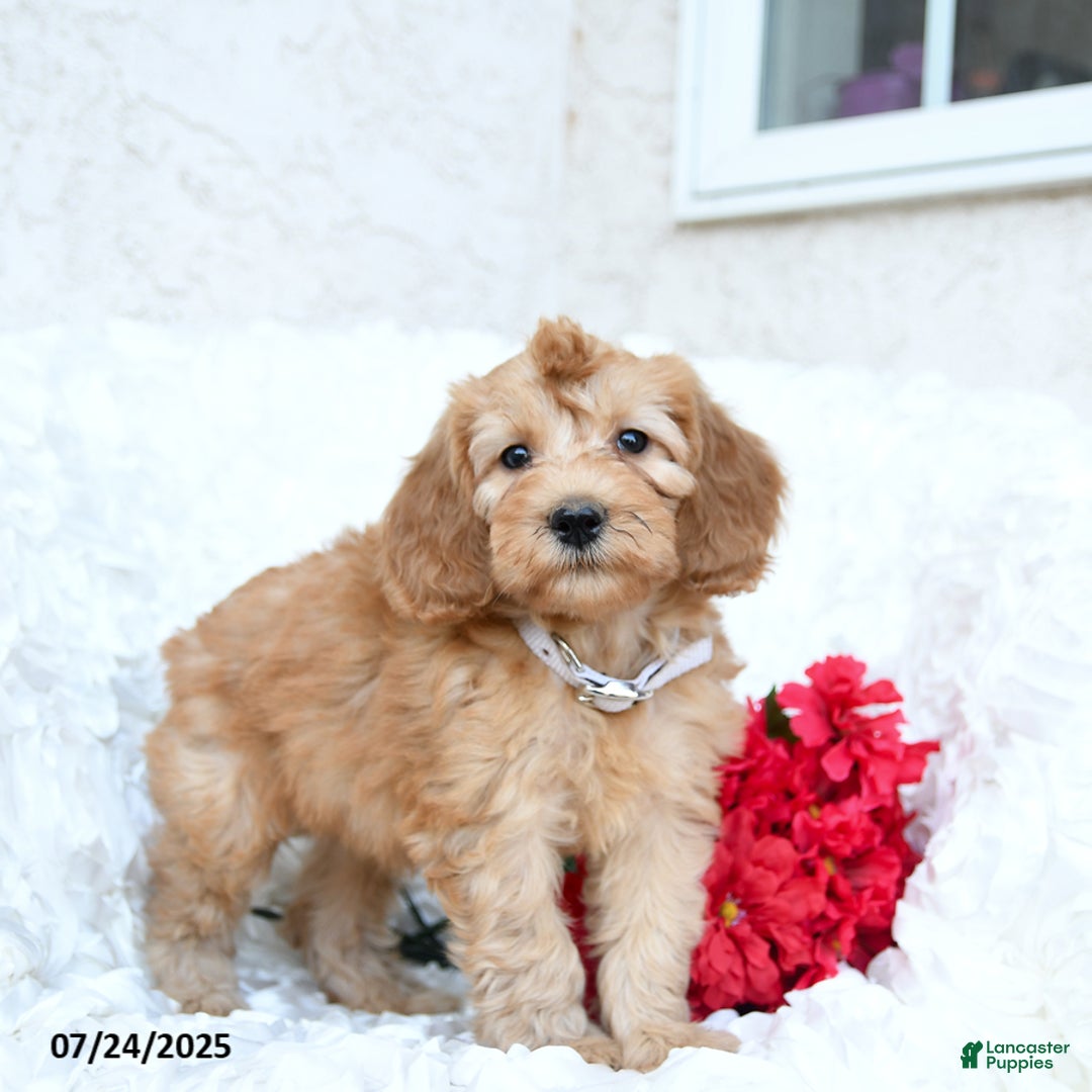Mini Goldendoodle dogs for sale: Sarah - Image 2