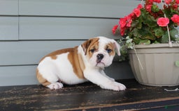 English Bulldog dogs for sale: Raspberry - Image 4